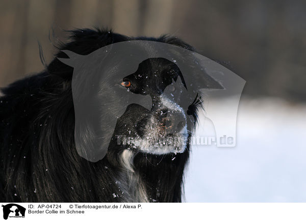 Border Collie im Schnee / Border Collie in snow / AP-04724