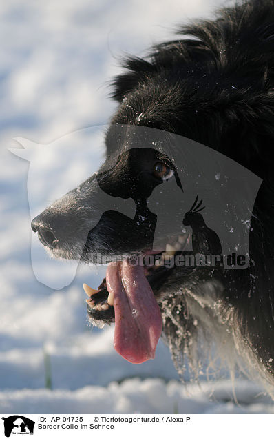 Border Collie im Schnee / Border Collie in snow / AP-04725