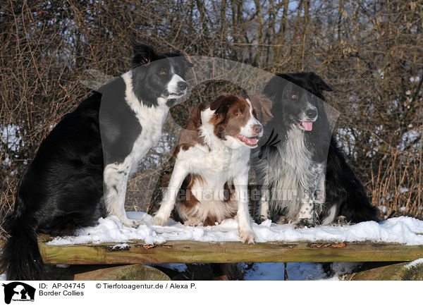 Border Collies / Border Collies / AP-04745