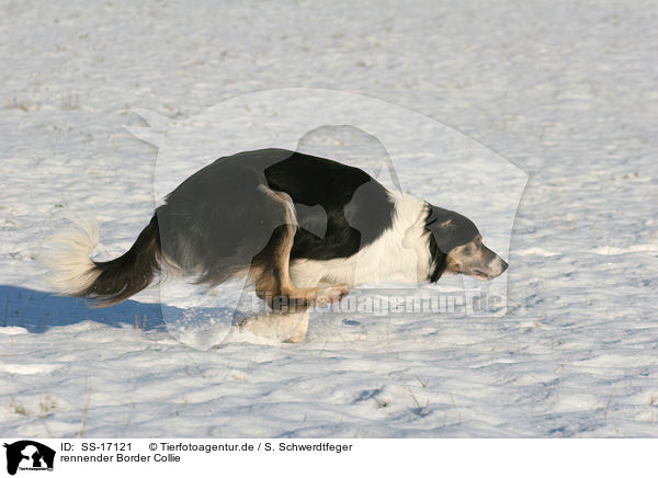 rennender Border Collie / running Border Collie / SS-17121