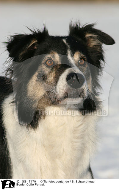 Border Collie Portrait / Border Collie Portrait / SS-17170