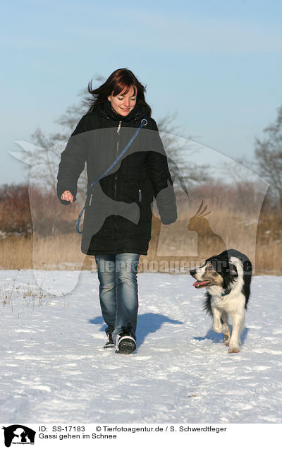 Gassi gehen im Schnee / walk the dog in the snow / SS-17183
