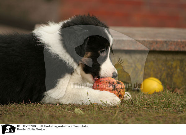 Border Collie Welpe / IF-03700