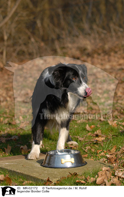 liegender Border Collie / lying Border Collie / MR-02172