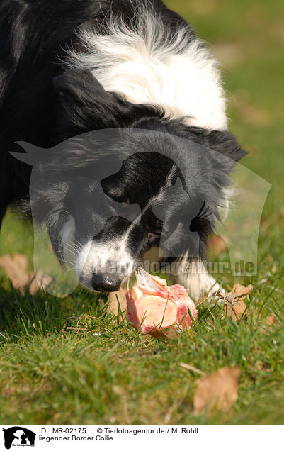 liegender Border Collie / lying Border Collie / MR-02175