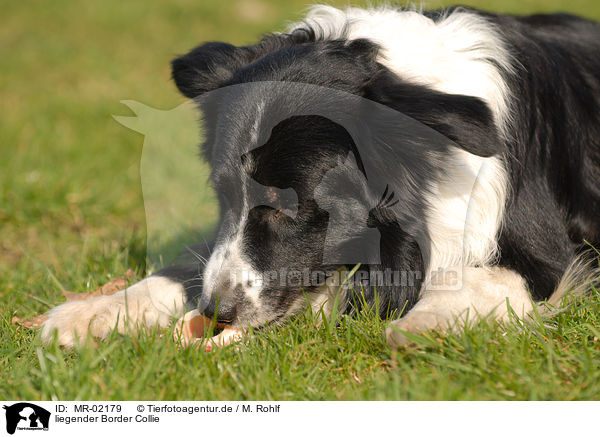 liegender Border Collie / lying Border Collie / MR-02179