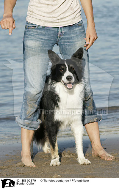 Border Collie / Border Collie / BS-02379