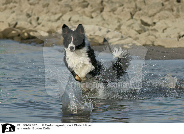 rennender Border Collie / running Border Collie / BS-02387