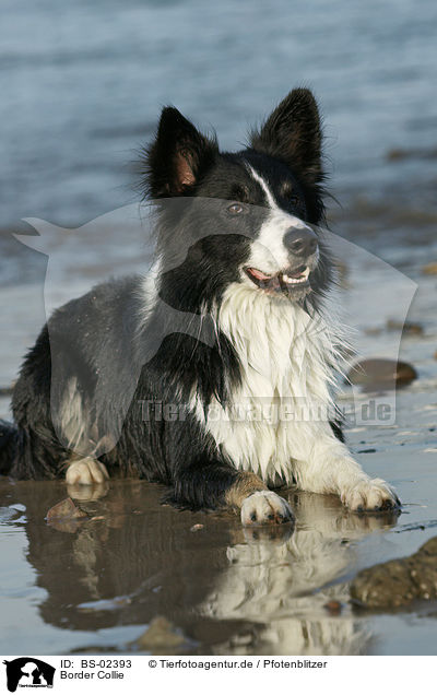 Border Collie / Border Collie / BS-02393