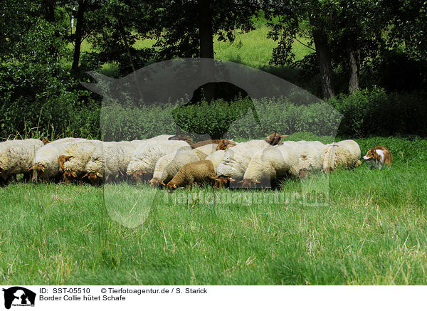Border Collie htet Schafe / shepherding Border Collie / SST-05510