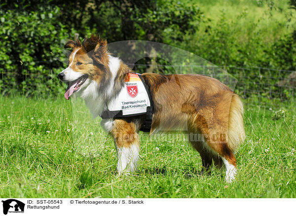 Rettungshund / rescue dog / SST-05543