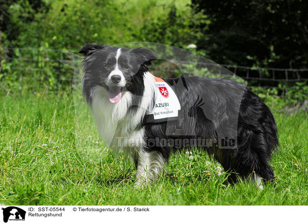 Rettungshund / rescue dog / SST-05544