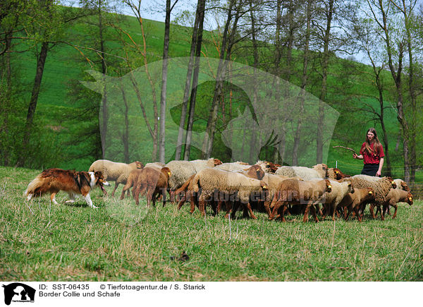 Border Collie und Schafe / Border Collie and sheeps / SST-06435