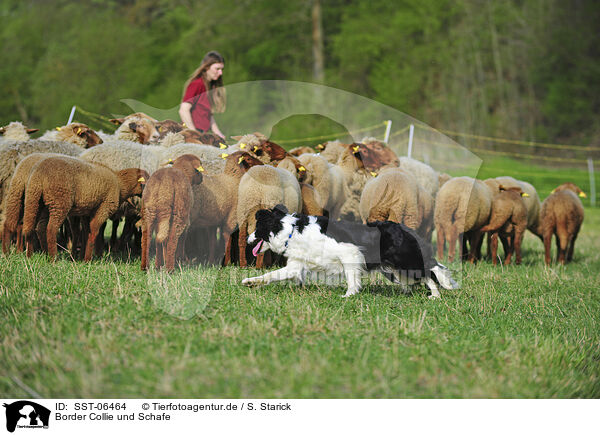 Border Collie und Schafe / Border Collie and sheeps / SST-06464