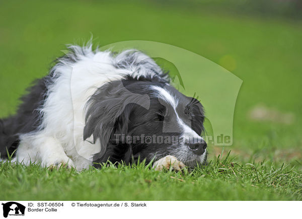 Border Collie / Border Collie / SST-06504