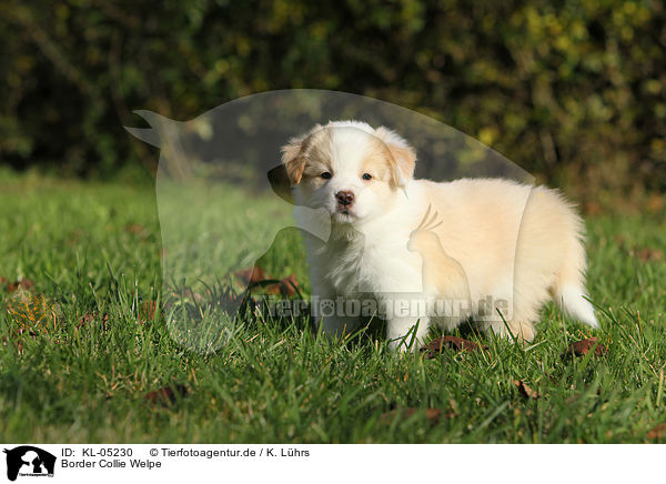 Border Collie Welpe / Border Collie Puppy / KL-05230