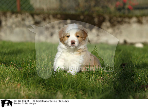 Border Collie Welpe / Border Collie Puppy / KL-05235