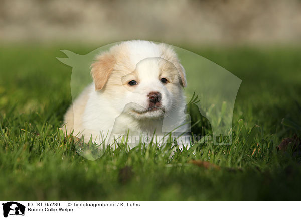 Border Collie Welpe / Border Collie Puppy / KL-05239