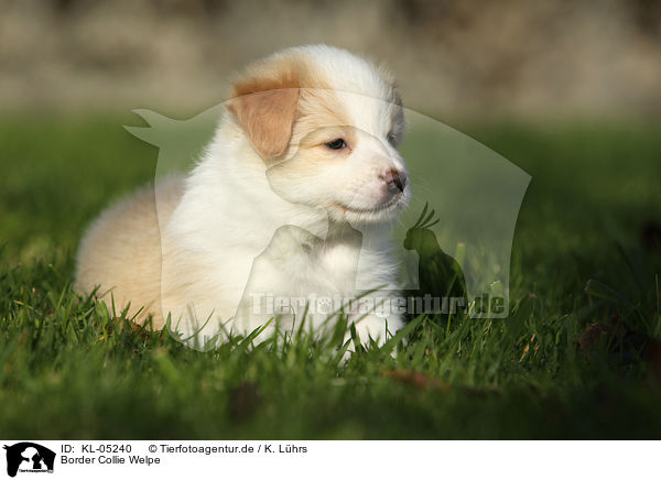 Border Collie Welpe / Border Collie Puppy / KL-05240