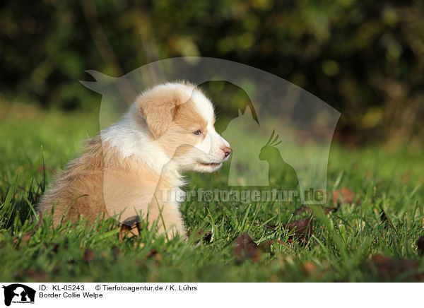 Border Collie Welpe / Border Collie Puppy / KL-05243