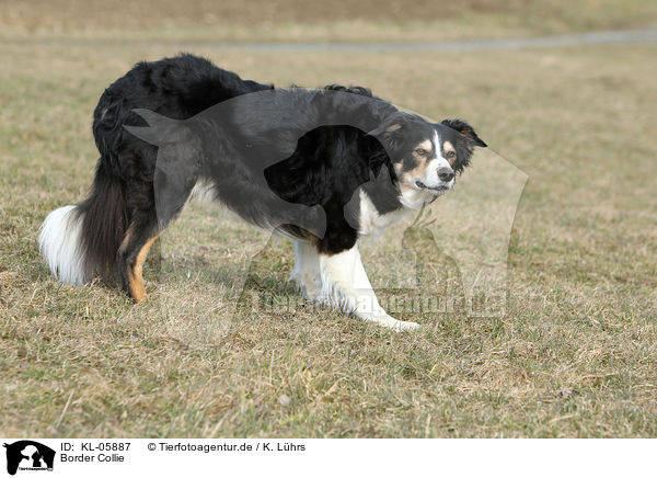 Border Collie / Border Collie / KL-05887