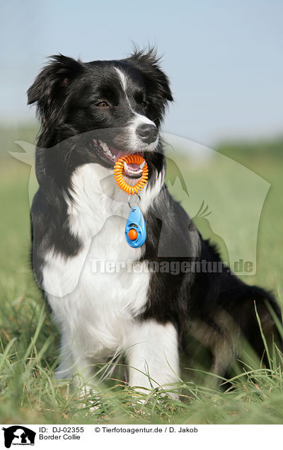 Border Collie / Border Collie / DJ-02355