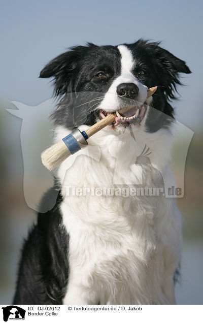 Border Collie / Border Collie / DJ-02612