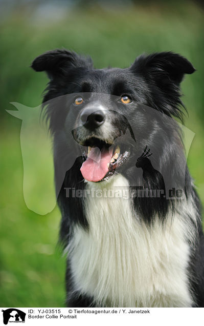 Border Collie Portrait / Border Collie Portrait / YJ-03515