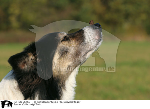 Border Collie zeigt Trick / Border Collie shows trick / SS-25759