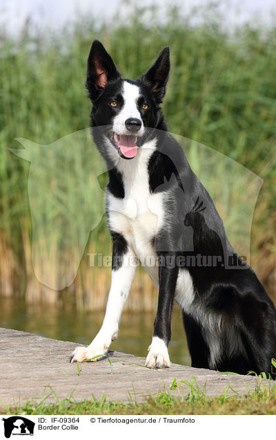 Border Collie / Border Collie / IF-09364