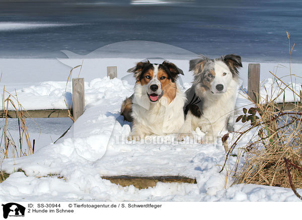 2 Hunde im Schnee / 2 dogs in the snow / SS-30944