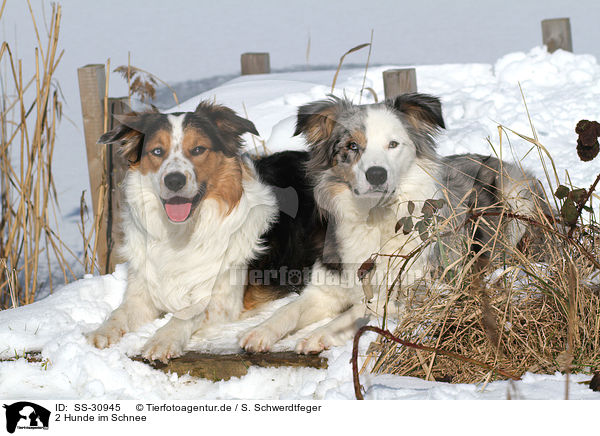 2 Hunde im Schnee / 2 dogs in the snow / SS-30945