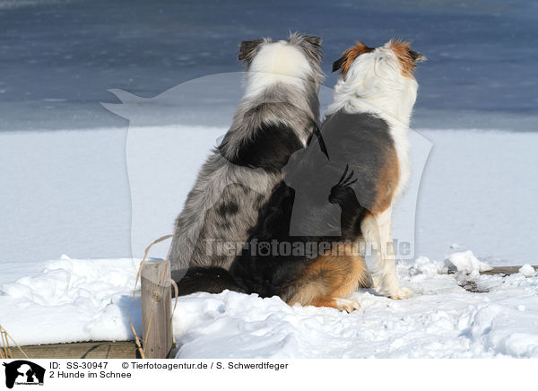 2 Hunde im Schnee / 2 dogs in the snow / SS-30947