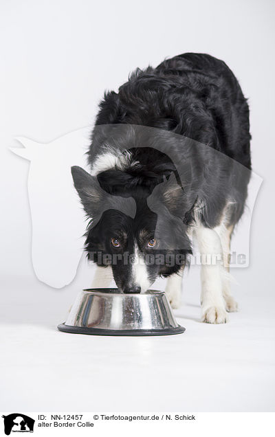 alter Border Collie / old Border Collie / NN-12457