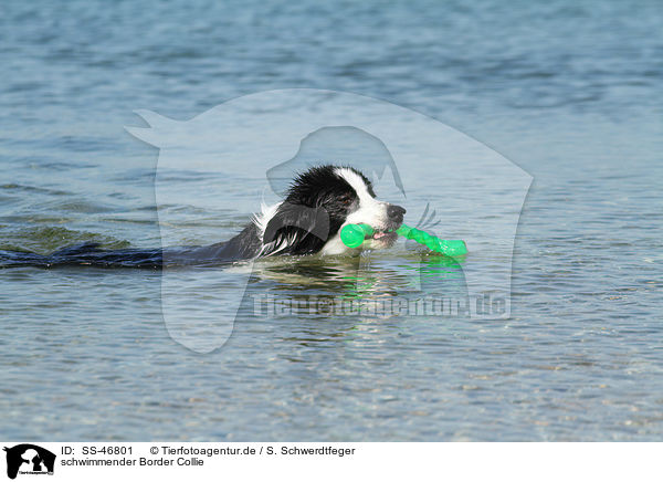 schwimmender Border Collie / swimming Border Collie / SS-46801