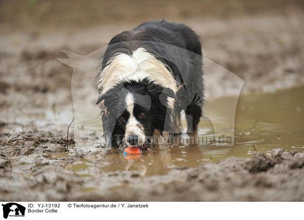 Border Collie / Border Collie / YJ-13192