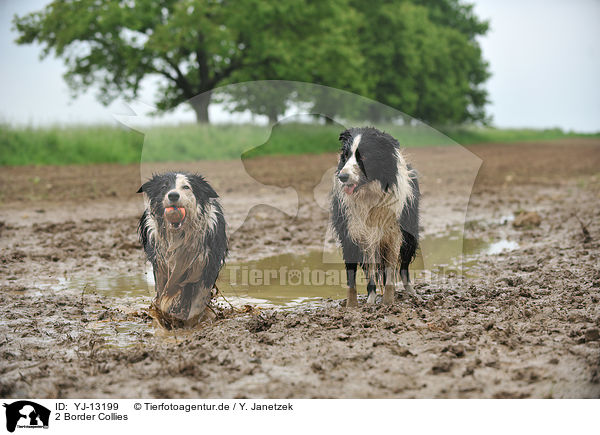 2 Border Collies / 2 Border Collies / YJ-13199