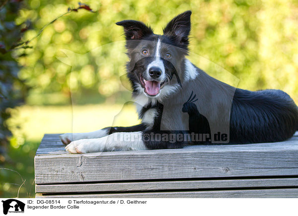 liegender Border Collie / lying Border Collie / DG-08514