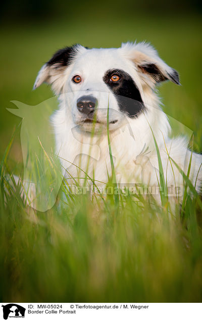 Border Collie Portrait / Border Collie Portrait / MW-05024