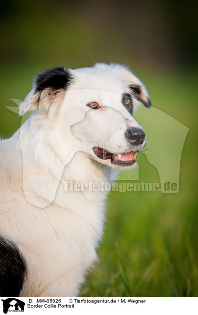 Border Collie Portrait / Border Collie Portrait / MW-05026