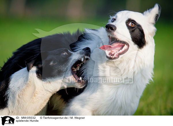 spielende Hunde / playing dogs / MW-05032