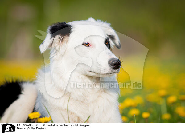 Border Collie Portrait / Border Collie Portrait / MW-05058