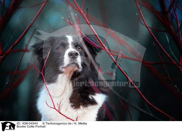 Border Collie Portrait / Border Collie Portrait / KMI-04944