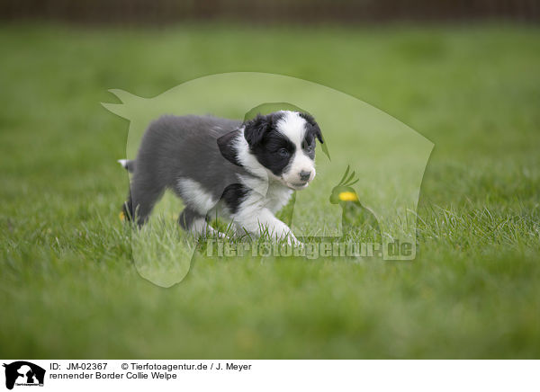 rennender Border Collie Welpe / running Border Collie Puppy / JM-02367