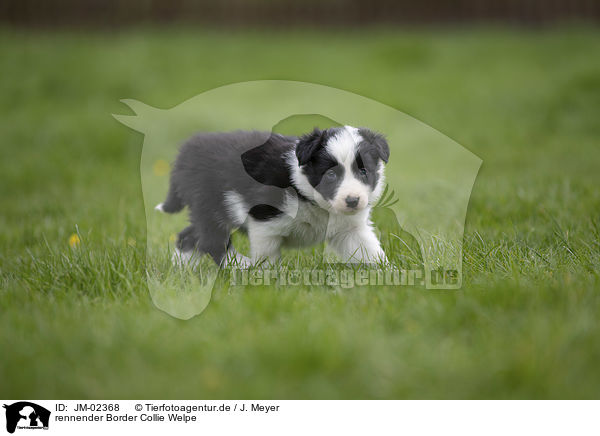 rennender Border Collie Welpe / running Border Collie Puppy / JM-02368