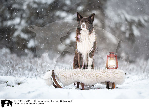 braun-weier Border Collie / brown-white Border Collie / UM-01704