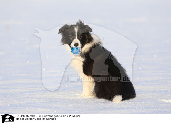 junger Border Collie im Schnee / young Border Collie in the snow / PM-07699