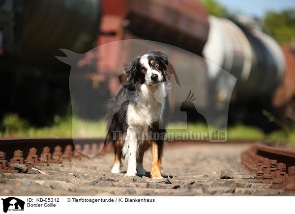 Border Collie / Border Collie / KB-05312