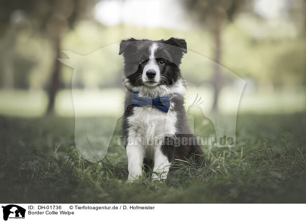 Border Collie Welpe / DH-01736