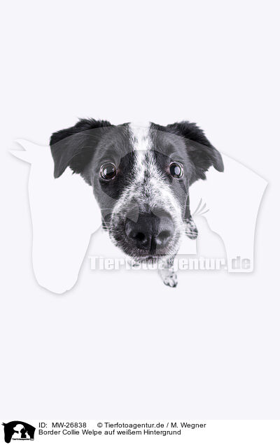 Border Collie Welpe auf weiem Hintergrund / Border Collie puppy in front of white background / MW-26838